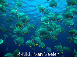 Batfish at Shark reef taken with e300. by Nikki Van Veelen 